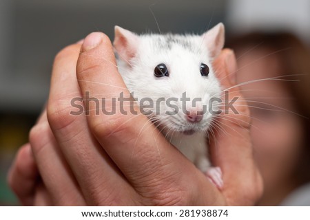 White lab rat in a palm