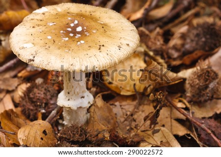 Poisonous mushrooms Amanita porphyria, also known as the grey spotted Amanita growing out of the leaves covered ground