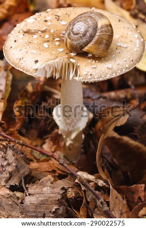 Poisonous mushrooms Amanita porphyria, also known as the Grey Veiled Amanita growing out of the leaves covered ground with a snail on the top