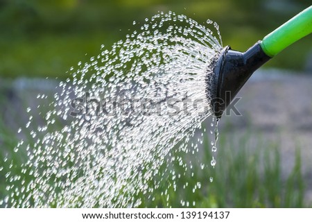 Jets of water from a watering can, watering the vegetable garden.