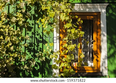 White window in the wall of a green house covered with leaves of grapes. Autumn light on the wall of the wooden house.