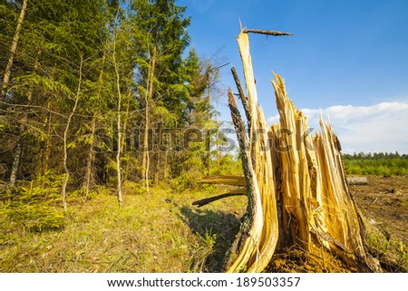Felling of the forest, the accumulated felling the tree trunks. Wood for fuel and for fireplaces.