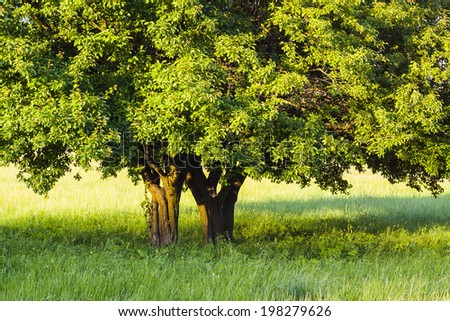 Trees on meadow, leafy green branches, beauty in nature.
