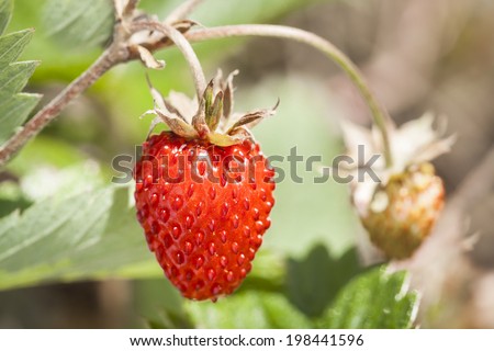 Wild strawberry, delicious aromatic fruit in forest. Healthy organic wild strawberry.