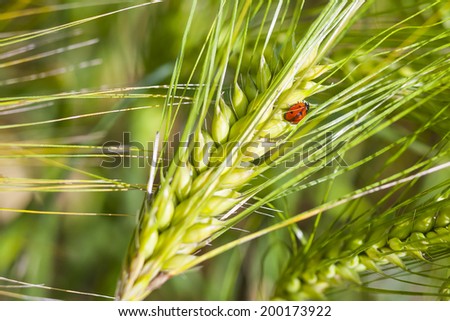 Young green barley ears and a ladybug on one of the ears.