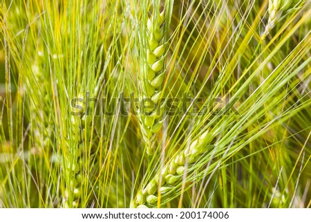 Young green barley ears, barley field. Grain of barley for the manufacture of whisky.