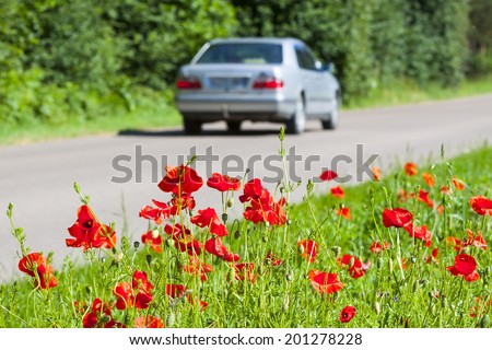 Poppies growing right near the asphalt road, a car driving on the road. Safe and enjoyable journey.