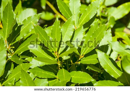 Laurel tree leaves, green and aromatic spice in Mediterranean cuisine.