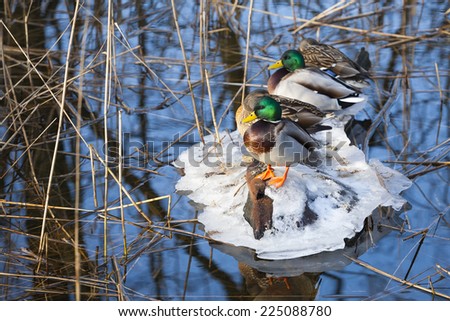 Duck standing on the frozen ice floe. Difficult situation of animals in winter, feeding the animals.