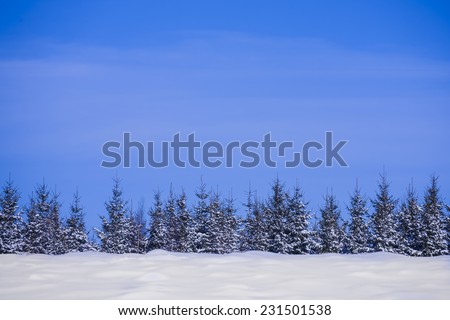 Christmas tree in the snow, postcard for Christmas. Cold blue mood style.