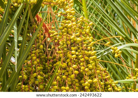 Date palm fruit, unripe dates on the palm tree. Dates.