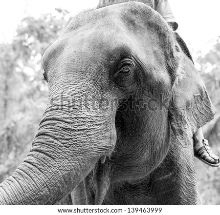 black&white elephants with mahout at Lampang, Thailand