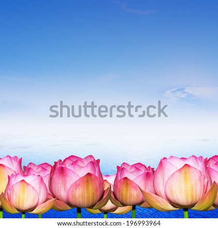 Water Lily on water and blue sky background