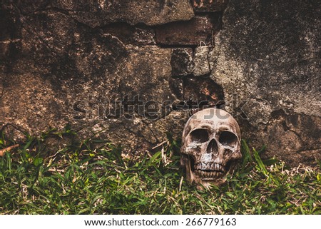 still life with skull on grunge wall background