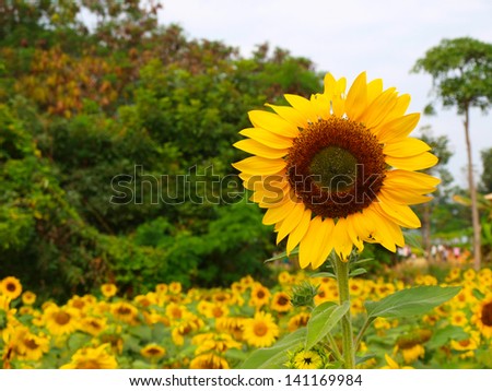 Sun flower in farm.