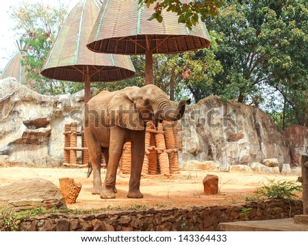 Elephant in a zoo thailand