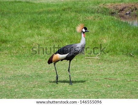 Crowned Crane birds in zoo