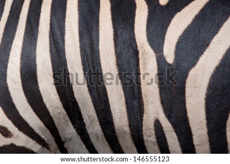 texture of zebra for background.
