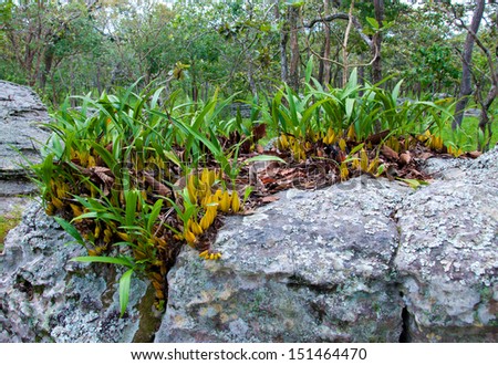 Wild orchid plants on the rocks.