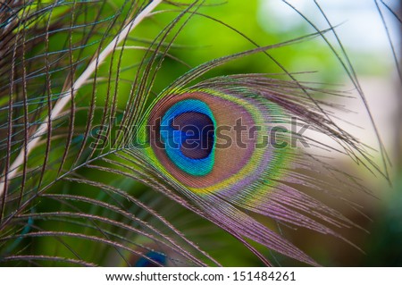 Colorful peacock feather outdoor.