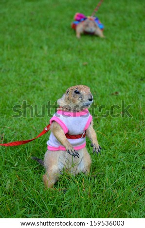 Prairie dog on lawn in summer