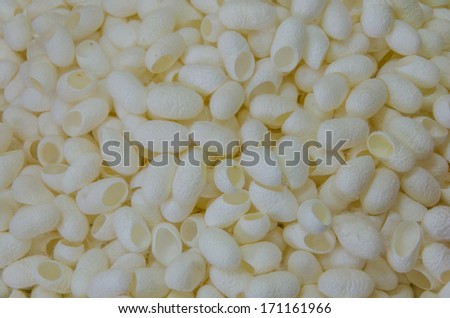 White Silkworm cocoons. This is natural source of silk before it\'s processed.