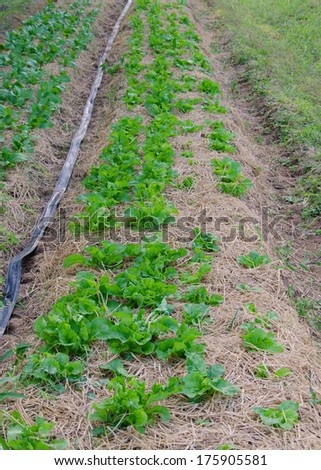 Organic vegetable plots cultivation farm.