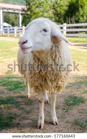 Closeup long wool of smiling sheep on the farm.