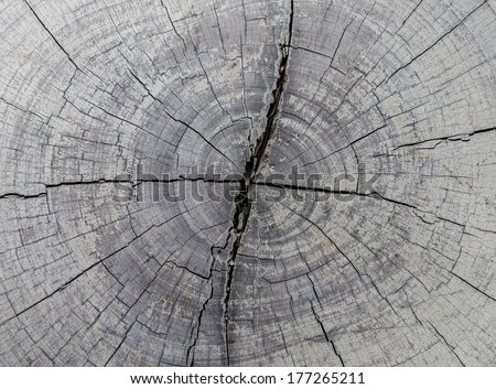 tree stumps and felled forest deforestation