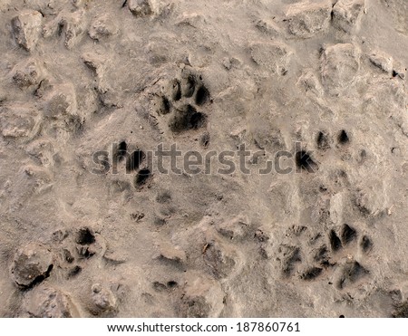 Dog footprints on cement floor background.