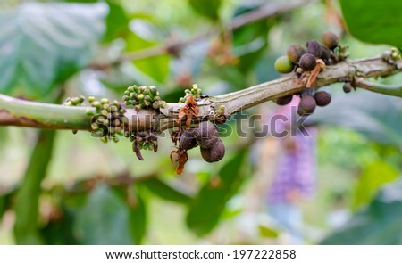 Arabica, Robusta tree in Coffee plantation in laos.