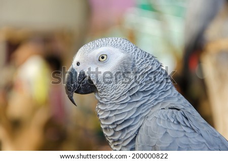 Portrait of African Gray Parrot.