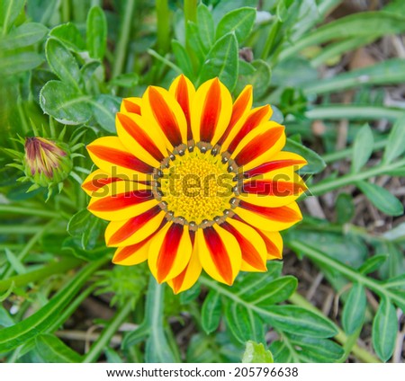 Gazania sunny flower.