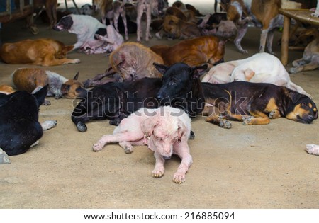 Group of stray dogs in Foundation.