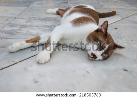 thai homeless cat sleep on the floor.