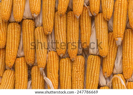 Sweet Corn Agricultural products in farm.