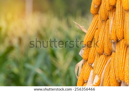 Sweet Corn Agricultural products in farm.