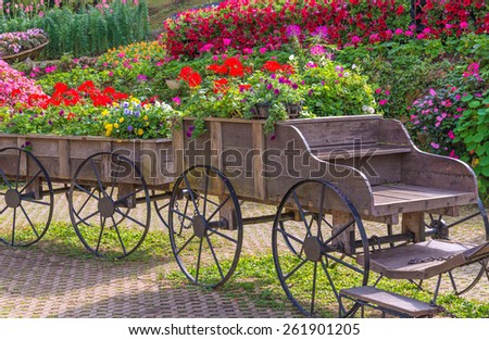 Colorful of petunia flowers on trolley or cart wooden in garden.