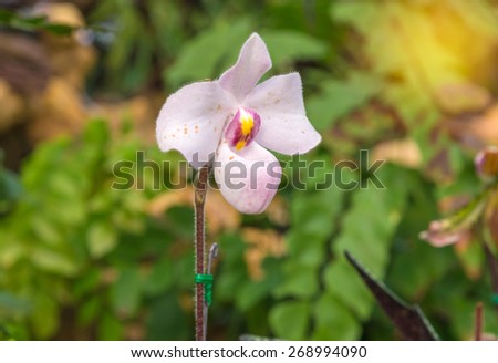 lady\'s slipper red orchid (Paphiopedilum Callosum)