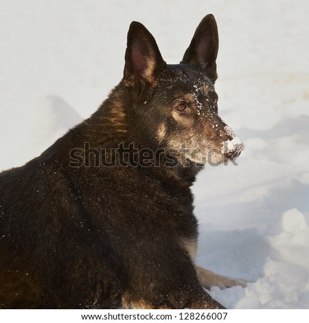 German Shepard dog outside in snow