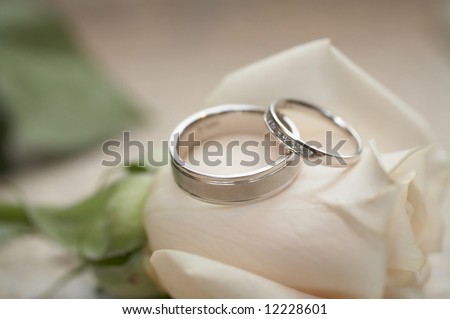 stock photo Closeup of silver wedding rings on white rose 