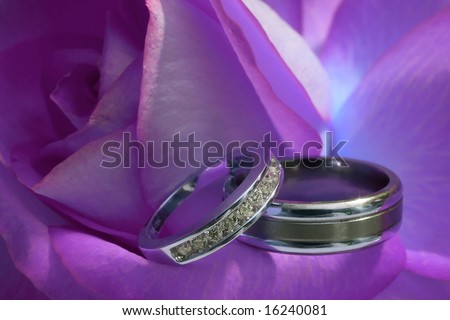 stock photo Closeup of wedding rings on purple rose DOF focus on diamonds
