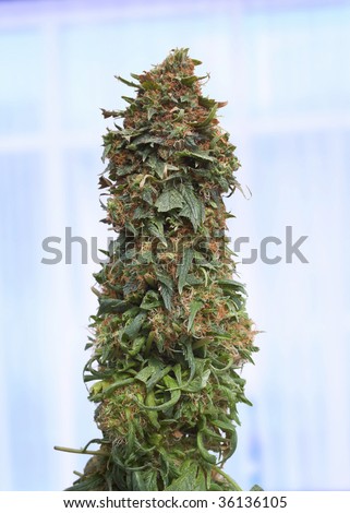 Pics Of Weed Buds. female marijuana bud in