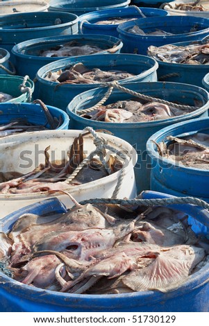 Buckets of raw fish bait at commercial fishing seaport