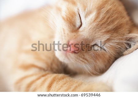 Cute sleeping kitten cat closeup