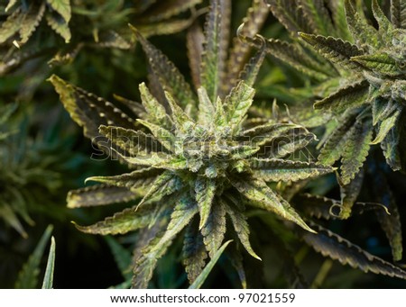 Premium medical marijuana plant in garden
