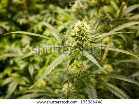 Marijuana plant in garden, focus on bud