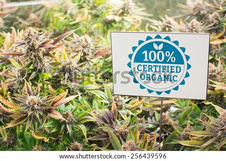 Marijuana plants in garden with certified organic sign
