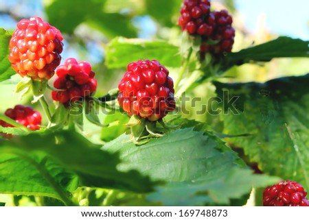 wild red philippine raspberry on plant