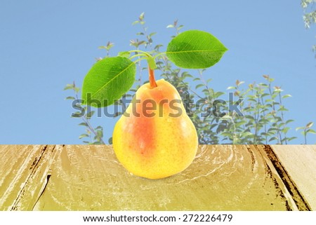 pear fruit with leaves in pear tree  background
